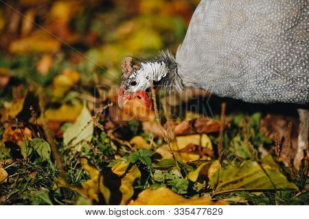 Helmeted Guineafowl Numida Meleagris Reichnowi Foraging For Food