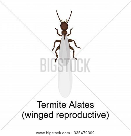 Alates Termite Vector Icon.cartoon Vector Icon Isolated On White Background Alates Termite .