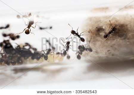 Ants Messor Structor In Vitro Close Up
