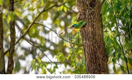 A Bird Taiwan Barbet Attack To One Asian Wasp From The Hole. Protect Nest