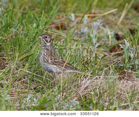 Finch In het gras
