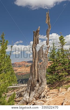 Artistic Remnants Of An Englemann Spruce In Cedar Breaks National Monument In Utah