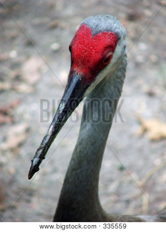 Skromnost