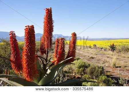 Close-up Of Aloe Ferox Plant With Background Of Rapeseed, Overberg, South Africa. Aloe Ferox Is Used