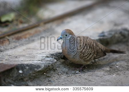 Closeup Spotted Dove Or (spilopelia Chinensis) Looking For Food And Green Eye,closeup Spotted Dove O