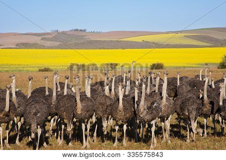 Flock Of Ostriches With Yellow Rapeseed Fields In Background, Overberg, South Africa