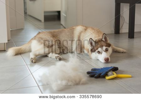 Siberian Husky Lies On Floor In Pile Of His Fur And Dog Comb. Concept Annual Molt, Coat Shedding, Mo