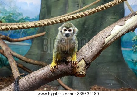 A Monkey - Saimiri Sciureus In Zoo