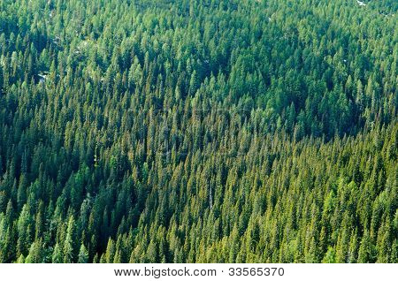 Nåleskov
