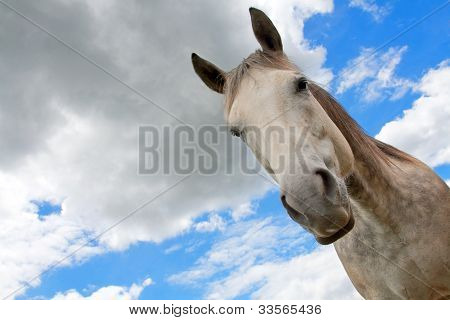 Caballo gris contra el cielo