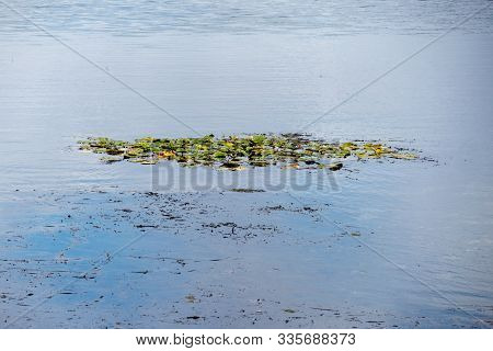 View From Lake Lauer And Cospudener Lake With Wild Nature In Leipzig / Germany