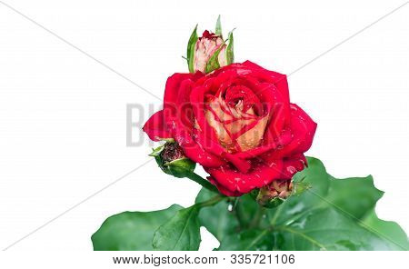 Flowering Rose Leonidas With A Buds In The Drops After The Rain Isolated On White. Selective Focus.