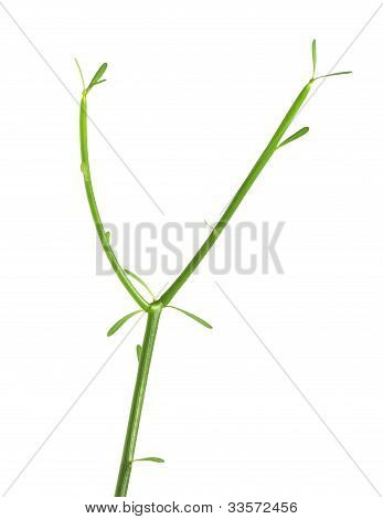 Milk Bush (pencil Tree)