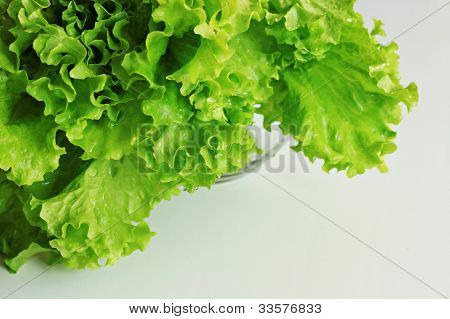 lattuga