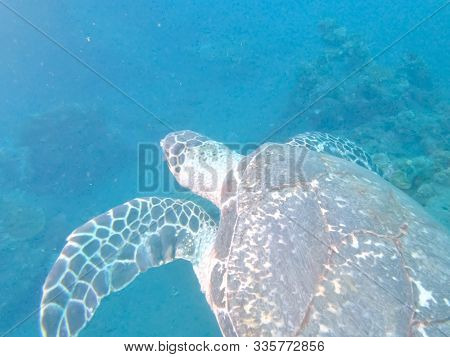Turtle Swimming Away From Liberty Wreck At Tulamben On Bali