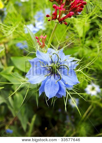 Nigella Damascena
