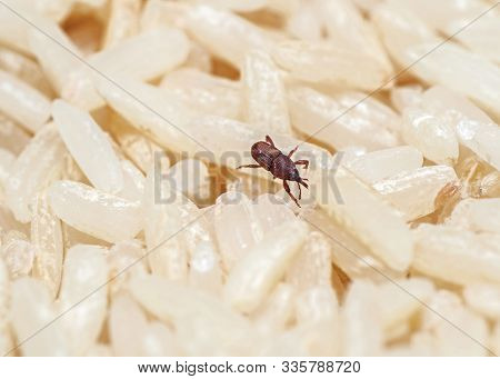 Macro Photography Of Rice Weevil Or Sitophilus Oryzae On Raw Rice