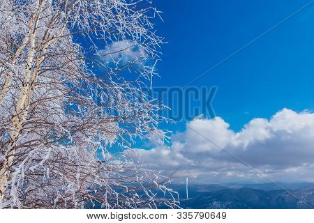 Bearch Tree Branches Coveres With Ice. Beautiful Winter Landscape.