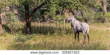 Panorama Of A Deer (cerves Unicolor) In Ranthambore National Park, India
