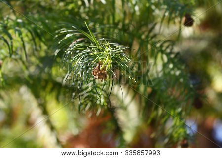 Hayata Tree Branch - Latin Name - Cunninghamia Lanceolata Var. Konishii