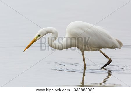 Natural Portrait Great White Egret (ardea Alba) Hunting In Shallow Water