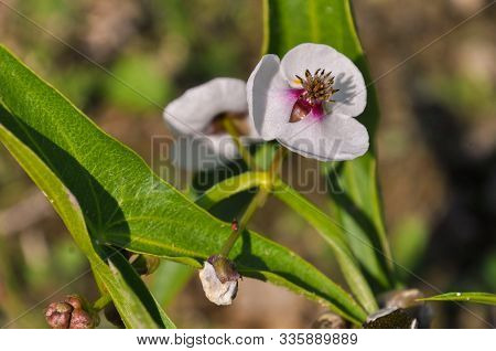 Closeup Of Arrowhead Flower. Sagittaria Sagittifolia Plant.