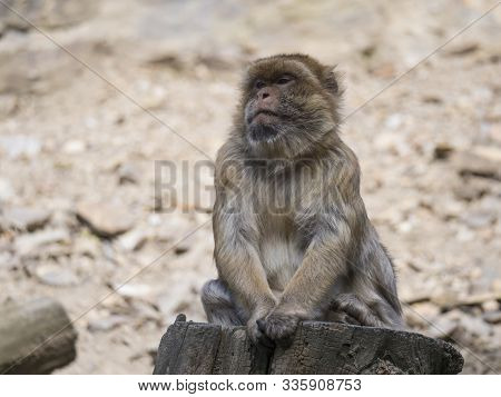 Close Up Portrait Of Barbary Macaque, Macaca Sitting On The Tree Trunk Stump, Selective Focus, Copy 