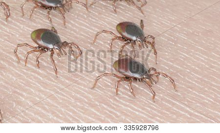 3d rendered illustration of a group of ticks crawling on human skin