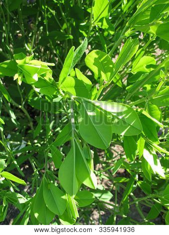 Blooming Baptisia Tinctoria (wild Indigo) Plant In A Patch