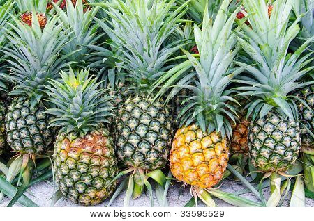 Ananas - stor uppvisning av färsk ananas staplade