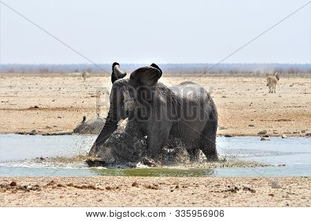 Elephant Is Having Fun, Playing And Bathing At Waterhole In Etosha Nationalpark. Rhino Is Sleeping I