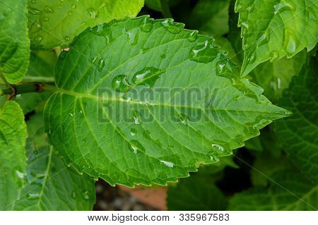 Juicy and colorful green leaf with rain drops. Details of the leaf are clearly visible in this close-up photo.