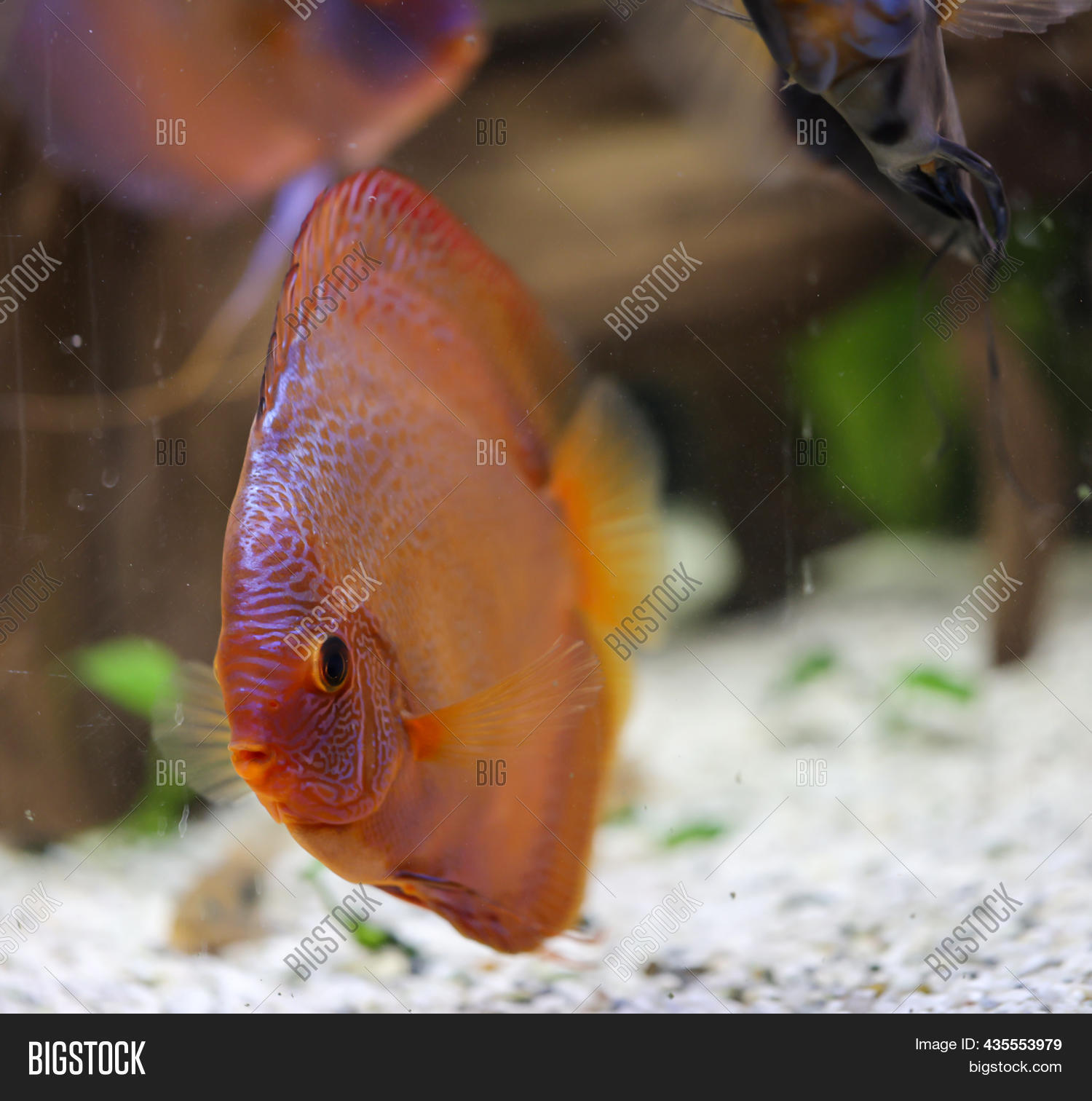 View Discus Fish Image & Photo (Free Trial) Bigstock