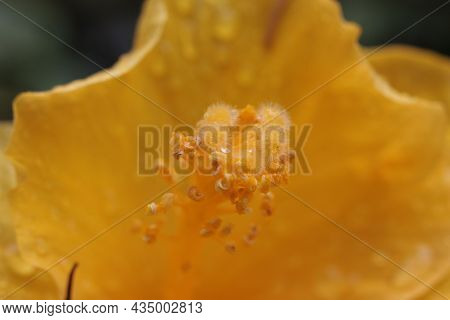 Extreme Macro Of The Stamen Of The Flower Of Chinese Hibiscus, China Rose, Hawaiian Hibiscus, Rose M