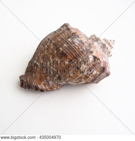 Rapana, Genus Of Carnivorous Marine Prosobranch Gastropods From The Muricidae. The Shell Is Broadly 