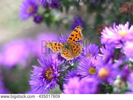 The Comma Or Polygonia C-album Butterfly On Japanese Aster (kalimeris Incisa)