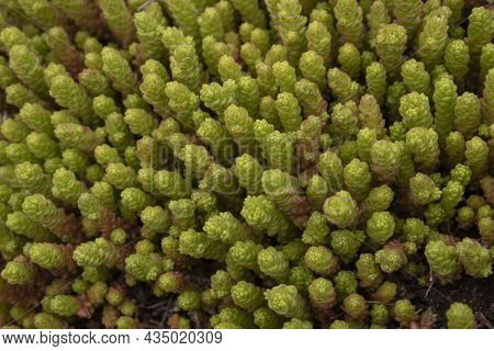 Succulent Plant Sedum. Ochitok Is A Perennial Herbaceous Succulent Plant.