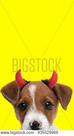 portrait of a sweet jack russell terrier dog wearing devil horns and hiding his face from the camera 