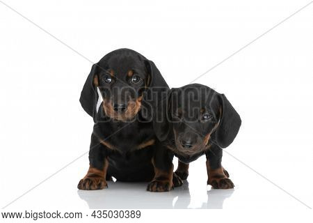 two beautiful teckel dachshund puppies standing next to each other on white background in studio