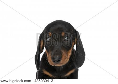 portrait of adorable teckel dachshund puppy in front of white background in studio