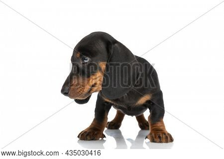 adorable sweet teckel dachshund puppy looking to side and standing isolated in front of white background in studio