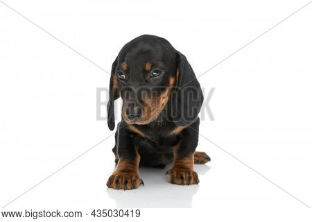 cute little teckel dachshund dog looking to side and sitting isolated on white background in studio