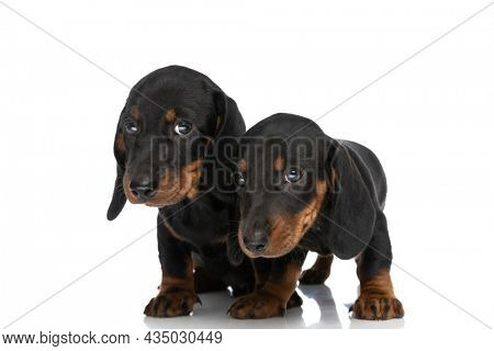 adorable cute teckel dachshund puppies looking away and standing isolated on white background in studio