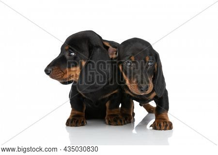 adorable couple of teckel dachshund puppies looking both sides and sitting isolated on white background in studio