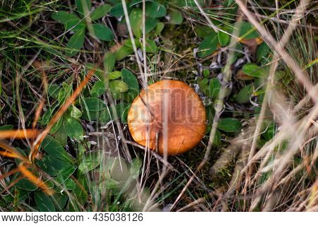 Defocus Close-up Mushroom (suillus Luteus) Among Dry Grass And Leaves. Suillus Luteos Mushroom Growi