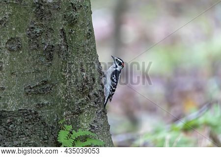 The  Downy Woodpecker (dryobates Pubescens) In The Park.  It Is The Smallest Woodpecker In North Ame