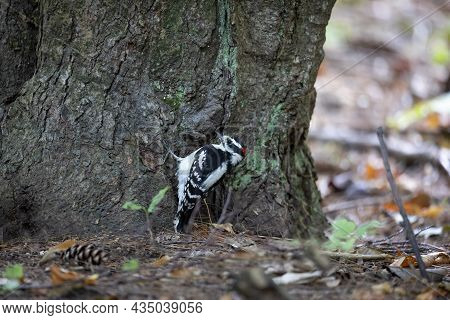 The  Downy Woodpecker (dryobates Pubescens) In The Park.  It Is The Smallest Woodpecker In North Ame