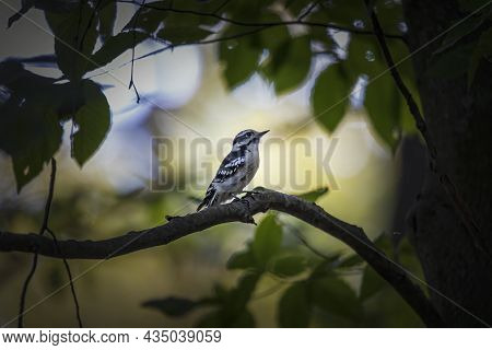The  Downy Woodpecker (dryobates Pubescens) In The Park.  It Is The Smallest Woodpecker In North Ame