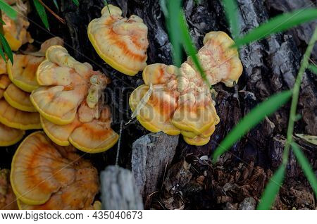 Chaga Mushroom On A Tree Trunk. Yellow Mushrooms Inonotus Obliquus Are Used In Folk Medicine. Altern