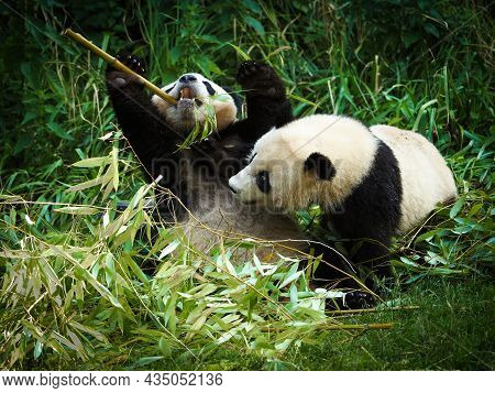 Big Panda Is Eating Bamboo. Species Animal From China. Portrait Of Panda. Animal In Nature. Two Big 